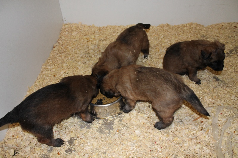 les chiot de fizz du musher
